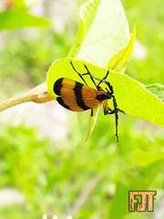 Calopteron reticulatum
