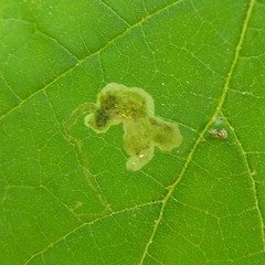 Amauromyza pleuralis