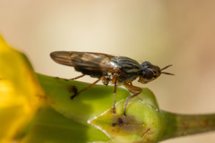 Dorycera graminum