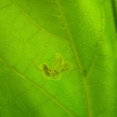 Amauromyza pleuralis