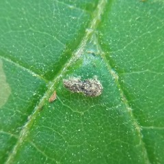 Amauromyza pleuralis