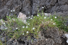 Stellaria peduncularis