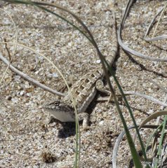 Liolaemus wiegmannii