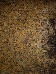 Phyllodactylus nocticolus