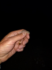 Phyllodactylus nocticolus