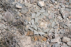 Ariocarpus retusus retusus