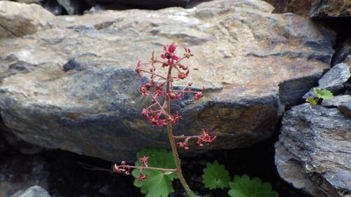 Micranthes fusca