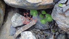 Micranthes fusca, photograph Yoshimasa Uchiyama, CC BY, iNaturalist via GBIF