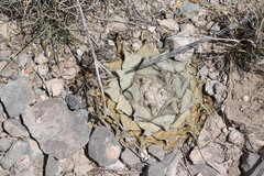 Ariocarpus retusus retusus
