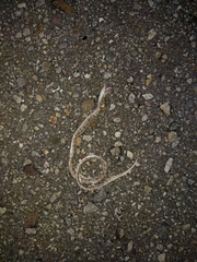 Phyllorhynchus decurtatus