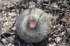 Mammillaria chionocephala