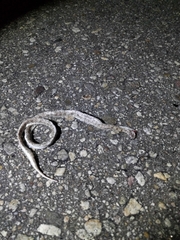 Phyllorhynchus decurtatus