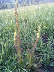 Pedicularis incarnata