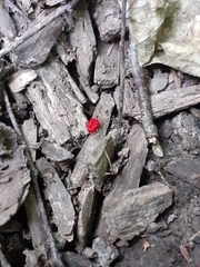 Trombidium holosericeum