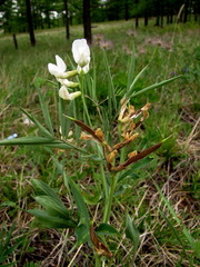 Lathyrus pannonicus