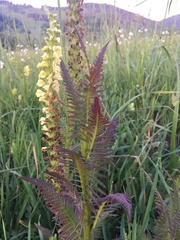 Pedicularis incarnata
