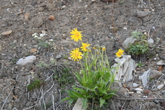 Arnica angustifolia iljinii