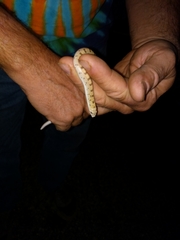 Phyllorhynchus decurtatus