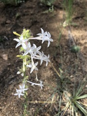 Ipomopsis aggregata candida