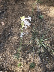 Ipomopsis aggregata candida