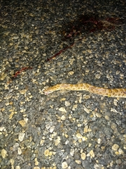 Arizona elegans eburnata