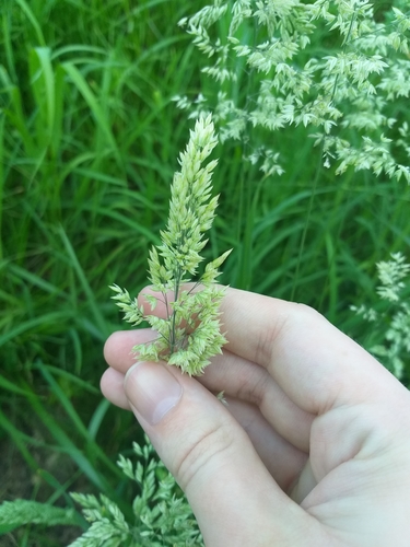 Наблюдение на iNaturalist