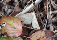 Petrophora subaequaria
