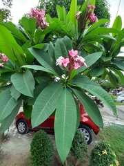 Plumeria rubra