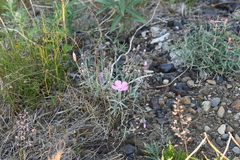 Dianthus repens