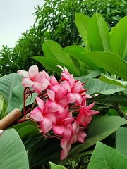 Plumeria rubra