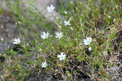 Stellaria peduncularis