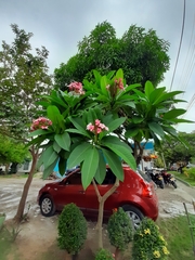 Plumeria rubra