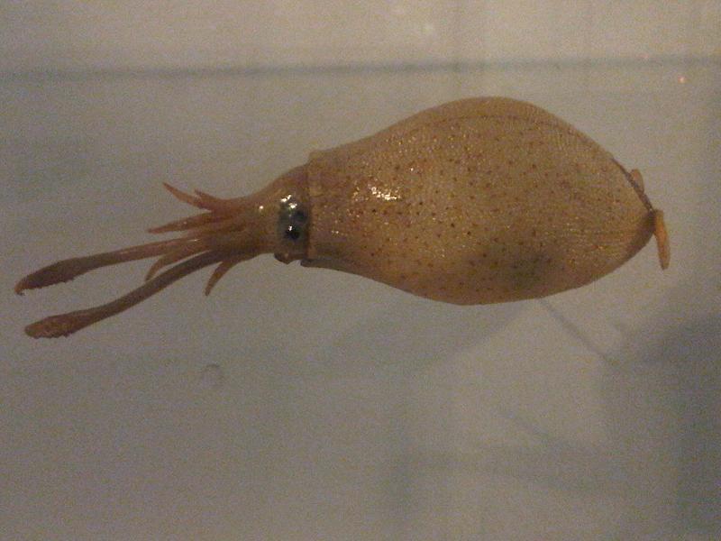 Rough cranch squid