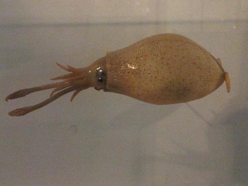 Rough cranch squid