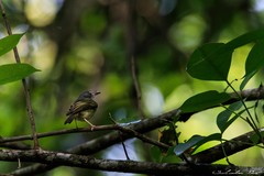 Oncostoma cinereigulare