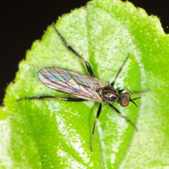 Rhamphomyia
