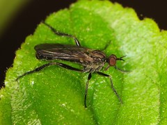 Rhamphomyia