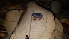 Gastrophryne elegans