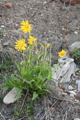 Arnica angustifolia iljinii