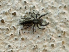 Pseudicius encarpatus