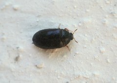 Attagenus schaefferi