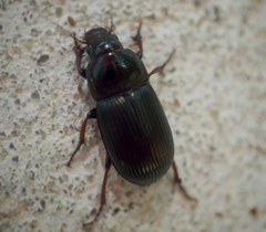 Zabrus tenebrioides