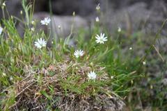Stellaria peduncularis