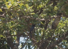 Dicrurus caerulescens insularis
