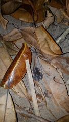 Gastrophryne elegans