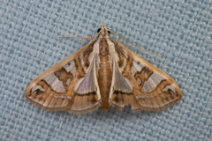Glyphodes pyloalis