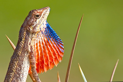 Attenborough's Fan-Throated Lizard photo 5