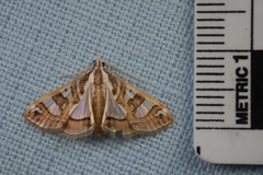 Glyphodes pyloalis
