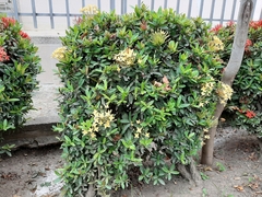 Ixora