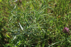 Gypsophila paniculata